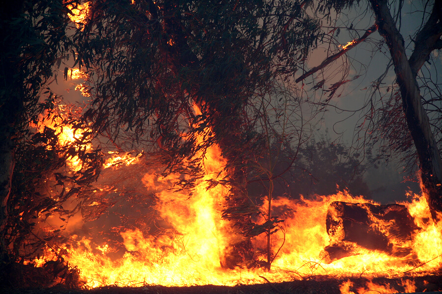 Eucalyptus Trees engulfed in flames