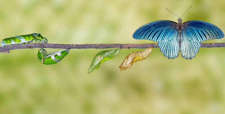 A caterpillar on a branch, transforming into a cocoon then a butterfly