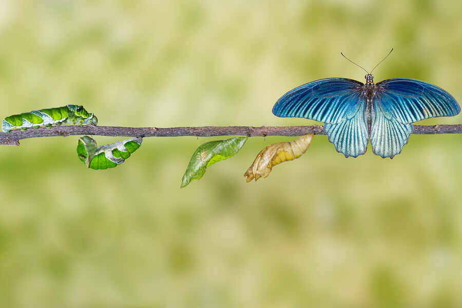 A caterpillar on a branch, transforming into a cocoon then a butterfly